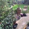 Photo 3: Garden