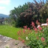 Photo 5: Garden
