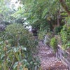 Photo 2: Both wild and untamed, as well as formal managed mature Garden, fully maintained by gardener.