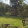 Photo 7: The garden