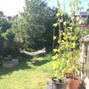 Photo 3: Garden
