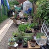 Photo 4: summer garden