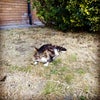 Photo 7: Mr Cat