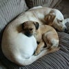 Photo 3: Lola and daisy