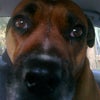 Photo 3: dog i look after