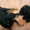 Photo 5: sue with ebony (my landladys cockapoo)