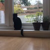 Photo 8: Mabel the cat