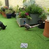 Photo 4: Garden
