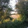 Photo 7: View of Barley Fields from Dining Room