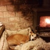 Photo 7: Bella in front of the wood burner