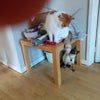 Photo 8: Timon (ginger) and Emily (Siamese)