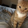 Photo 3: This is my cat Gigi 