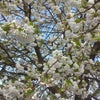 Photo 5: Blossom in Spring