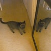 Photo 4: Must be friendly to resident feline :)