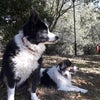 Photo 2: resident collie dogs joey and lily