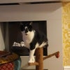 Photo 5: The cat (smudge)