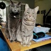 Photo 9: Stella & Opie