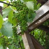 Photo 9: Grapevine & Pergola