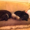 Photo 4: 3 or the 4 pets On their own sofa in kitchen