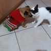 Photo 6: Live in pets