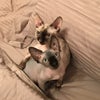 Photo 2: pixie and gogo