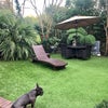 Photo 8: The garden and cute dog