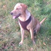 Photo 5: Our dog Zola :) 