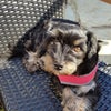 Photo 7: Dog