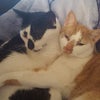 Photo 8: Cats