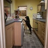 Photo 5: Supposedly a kitchen pick, but seems to be a bromance with next doors cat ????