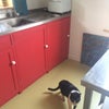 Photo 5: friendly cat