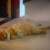 Photo 4: Our cat Banjo