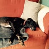 Photo 7: The pooch in her usual sofa spot.