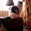 Photo 8: Kitty