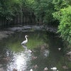 Photo 6: Our friendly heron!
