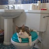 Photo 8: Sydney the friendly feline housemate