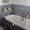 Photo 4: Bath room with shower cubicle