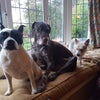 Photo 7: Doggies - very sweet