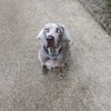 Photo 5: My dog, Gabe.