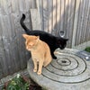 Photo 8: Cats