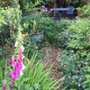 Photo 6: garden