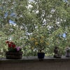 Photo 5: Balcony