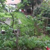 Photo 2: back garden