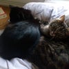 Photo 7: Fluffy cats!