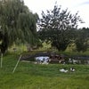 Photo 9: view over duck pond from garden, then over park, paddocks and downs