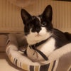 Photo 9: And Zelda the cat.