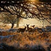 Photo 2: Richmond Park