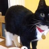 Photo 6: Nellie, the world's friendliest cat.