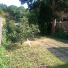 Photo 3: Back Garden