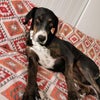 Photo 5: Resident pooch